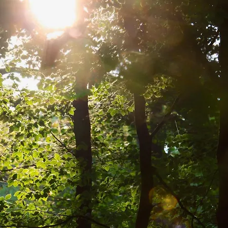 Luxury tent Baumhaushotel Uckermark - Waldgefluster